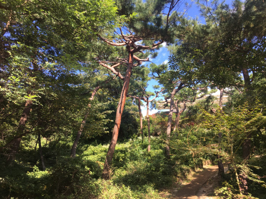 서울시 중구 남산공원길에 위치한 석호정 인근 소나무.[사진=서울시 중부공원녹지사업소 제공]